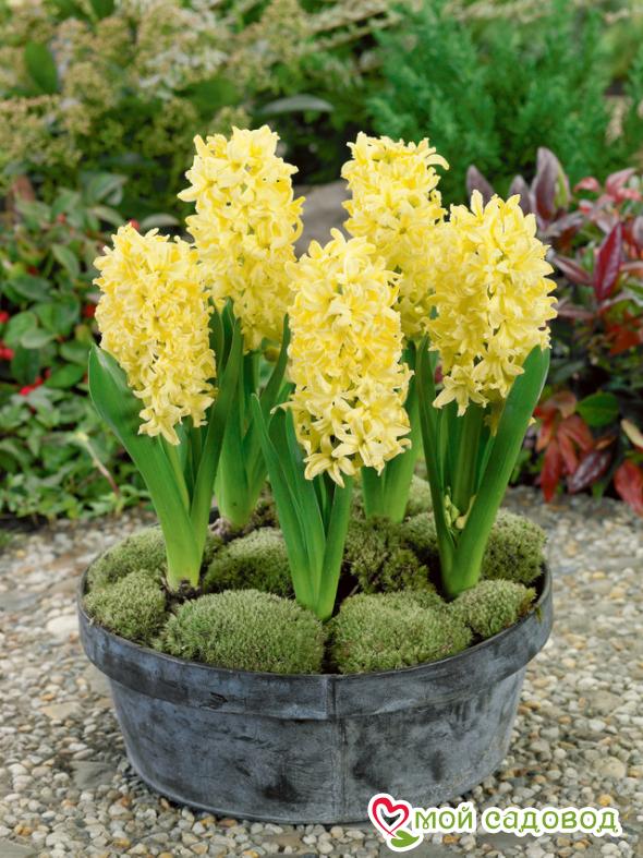 Гиацинт Джипси Принцесс