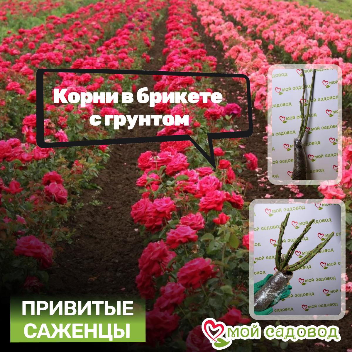 Роза чайно-гибридная Блю Парфюм