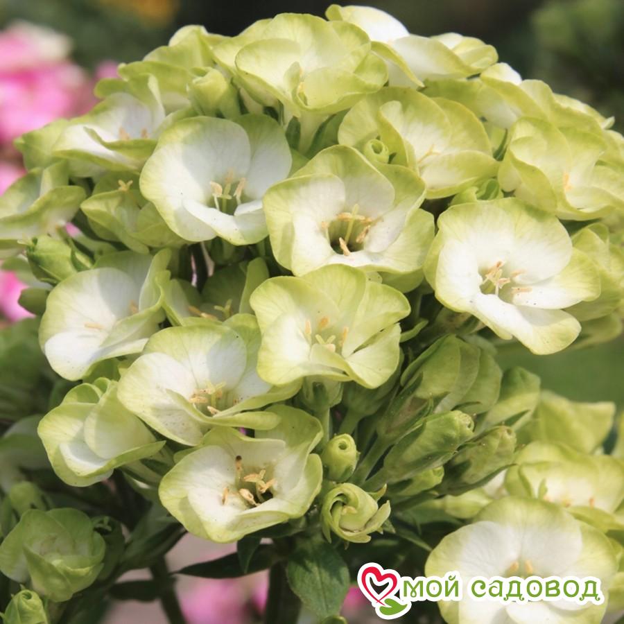 Флокс Орхид Грин