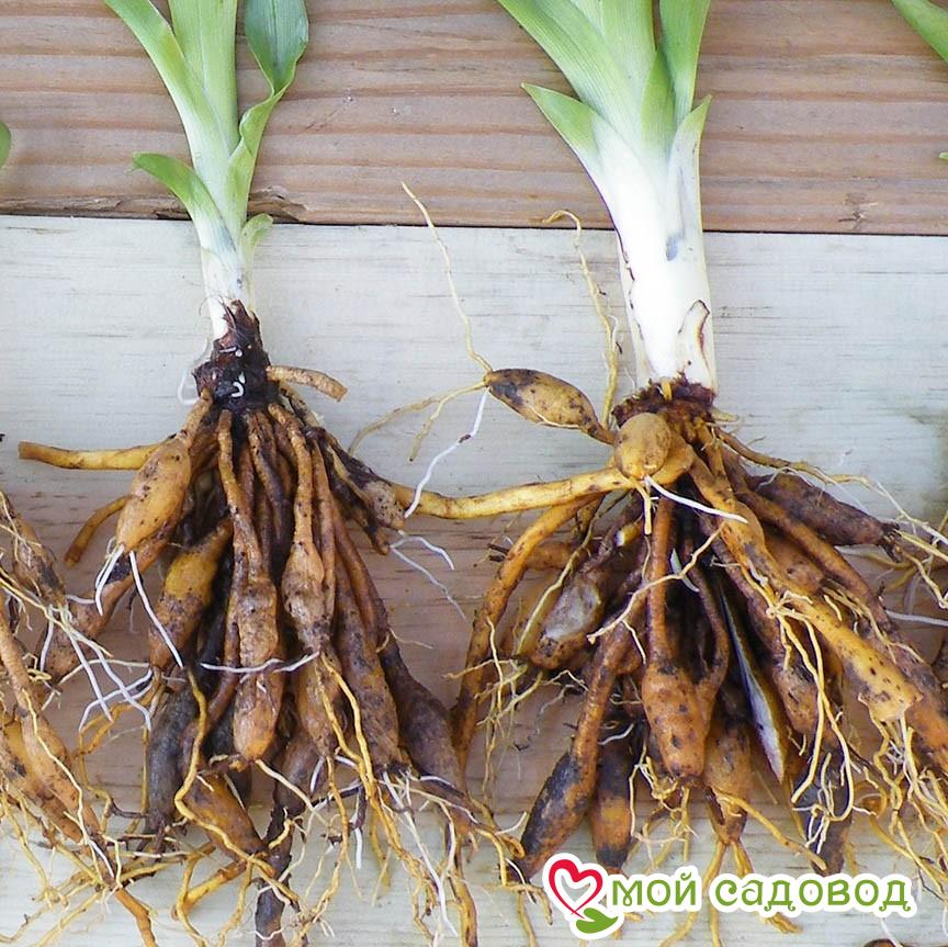 Лилейник Литтл Принц